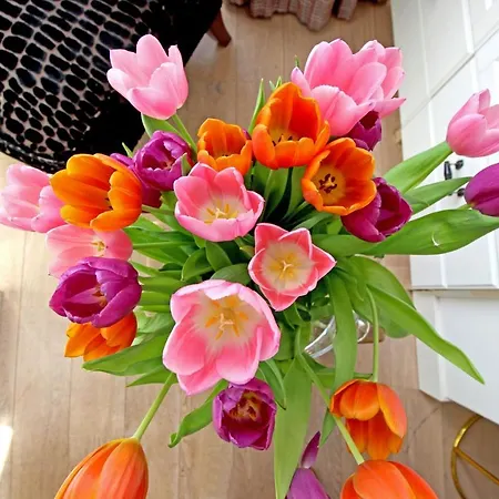 Vondelpark 4* אמסטרדם